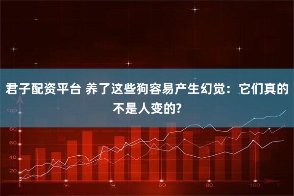 君子配资平台 养了这些狗容易产生幻觉：它们真的不是人变的?
