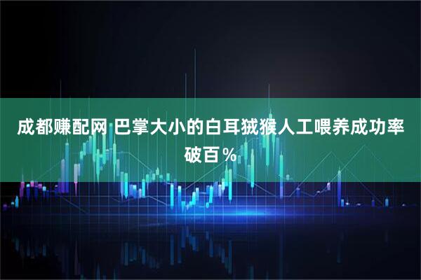成都赚配网 巴掌大小的白耳狨猴人工喂养成功率破百％
